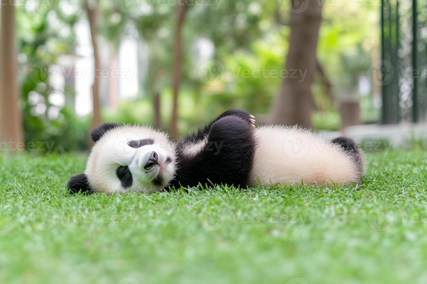 A panda bear laying on its back in the grass photo