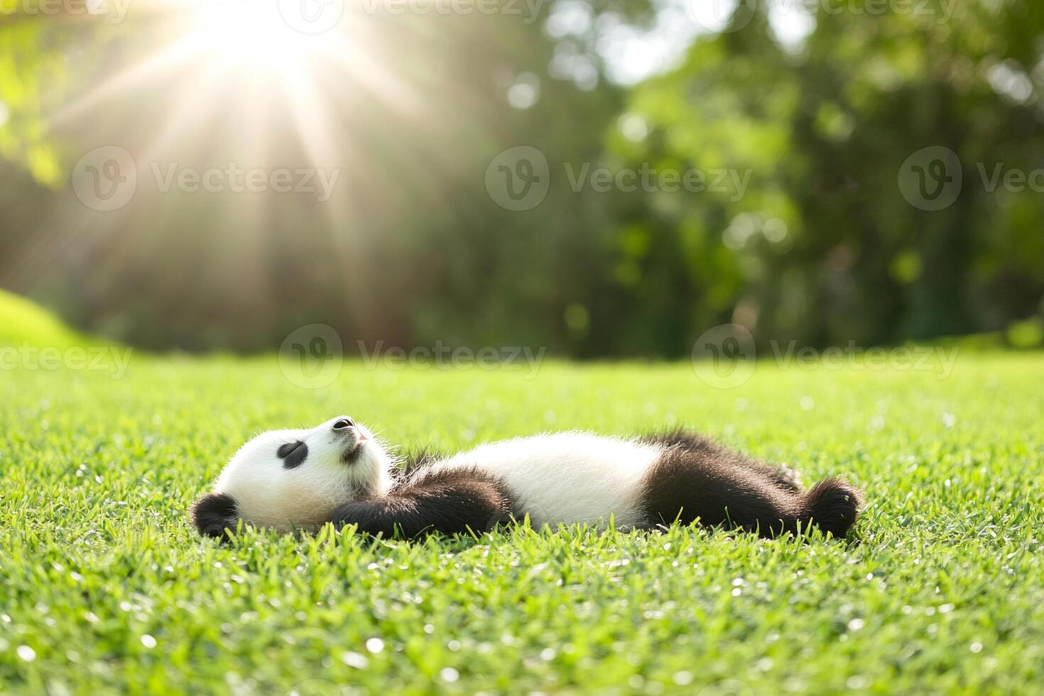A panda bear laying on the grass in the sun photo