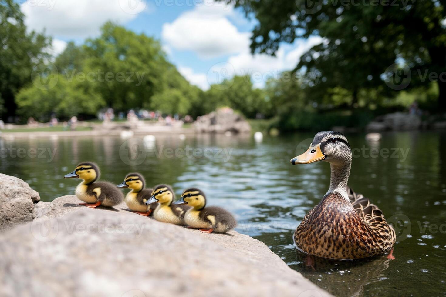A duck family with their babies in a pond photo