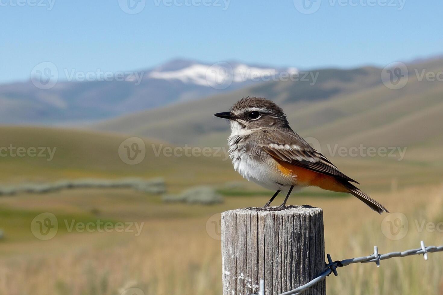 A small bird is perched on a fence post photo