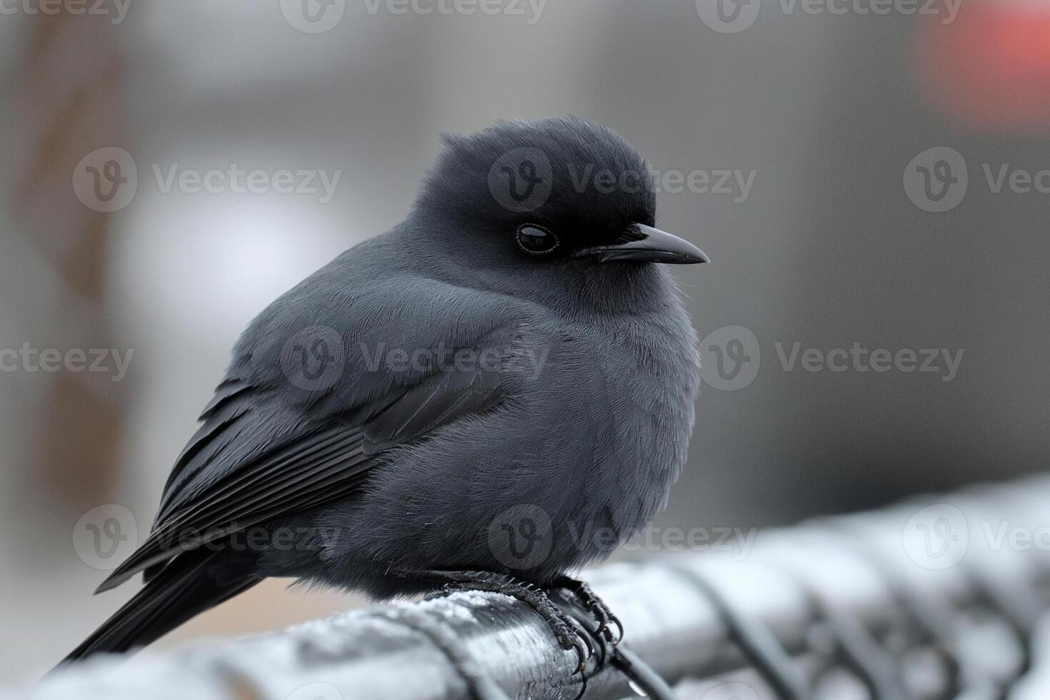 A small bird is perched on a fence photo