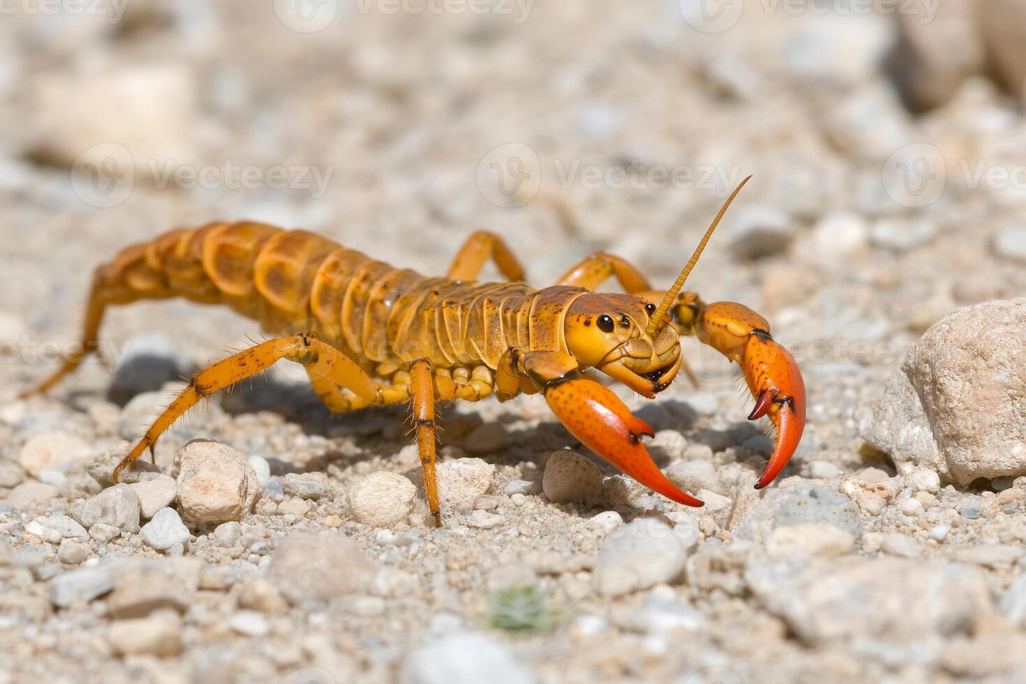 A large orange bug with red legs walking on the ground photo