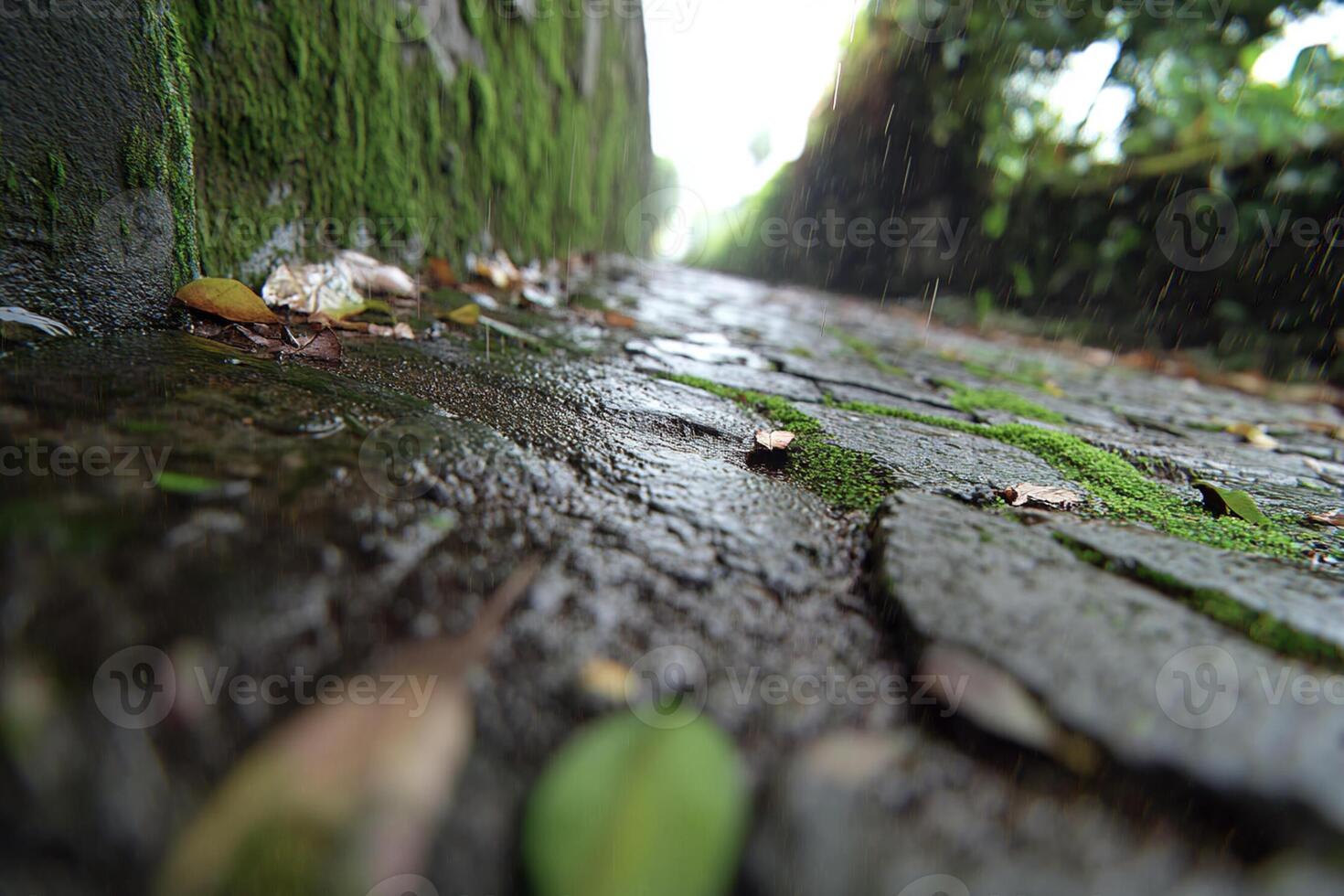 A wet, mossy, cobblestone street photo