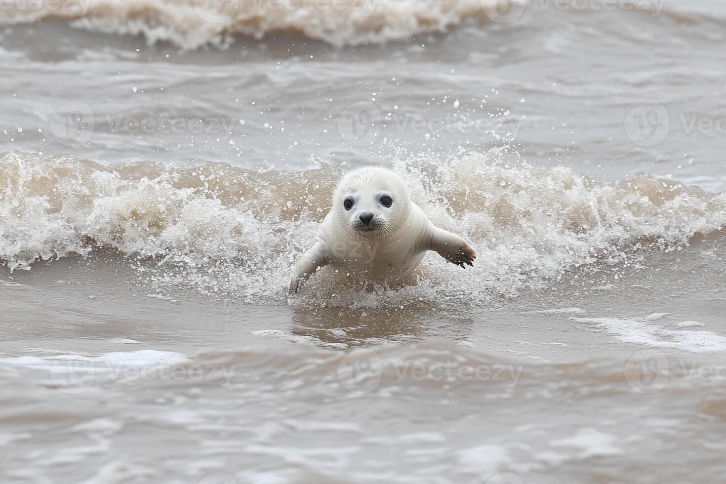 A baby seal is splashing in the water photo