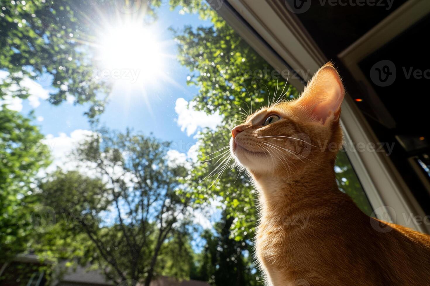 A cat looking up at the sun through a window photo