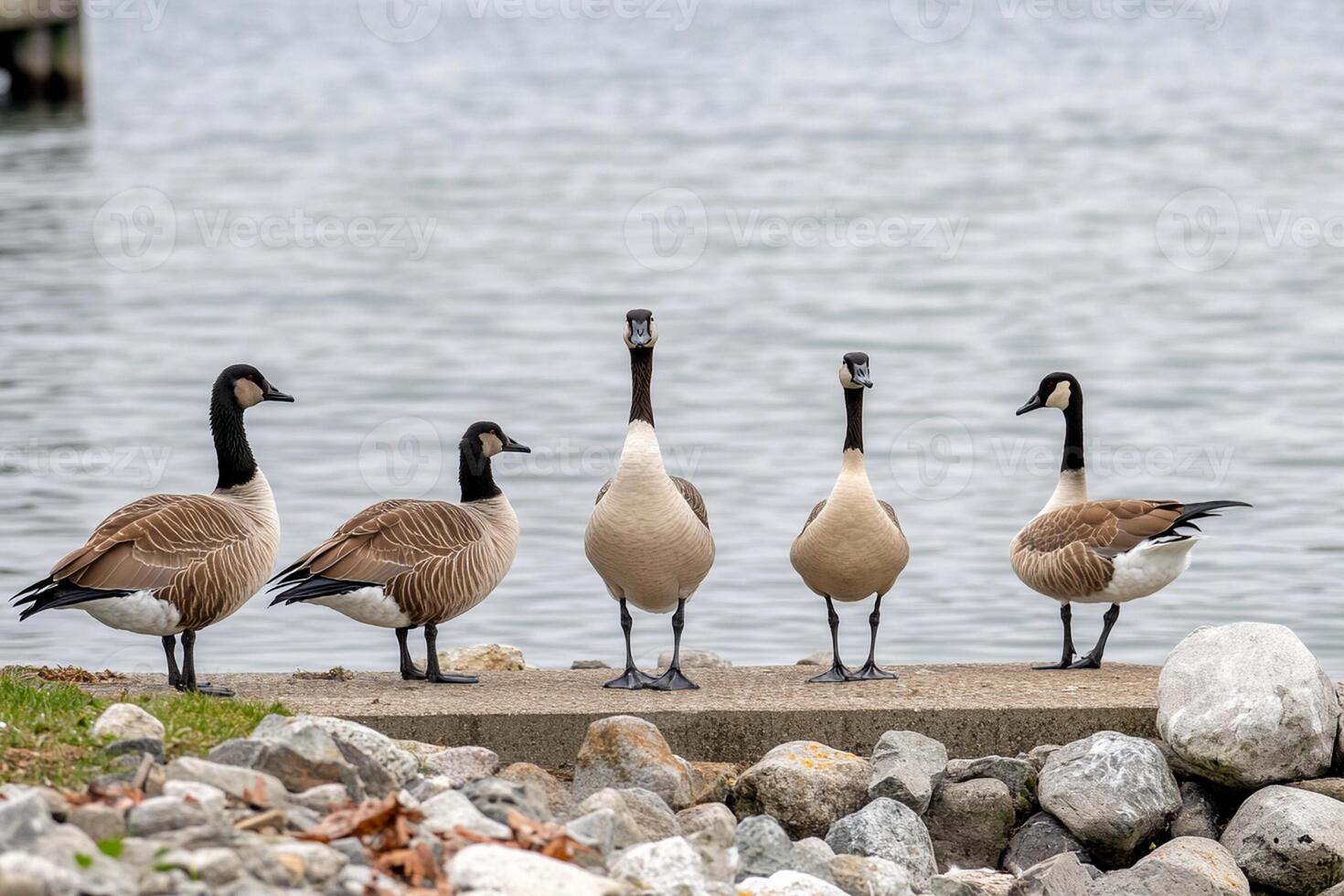 A group of geese standing on a dock near water photo
