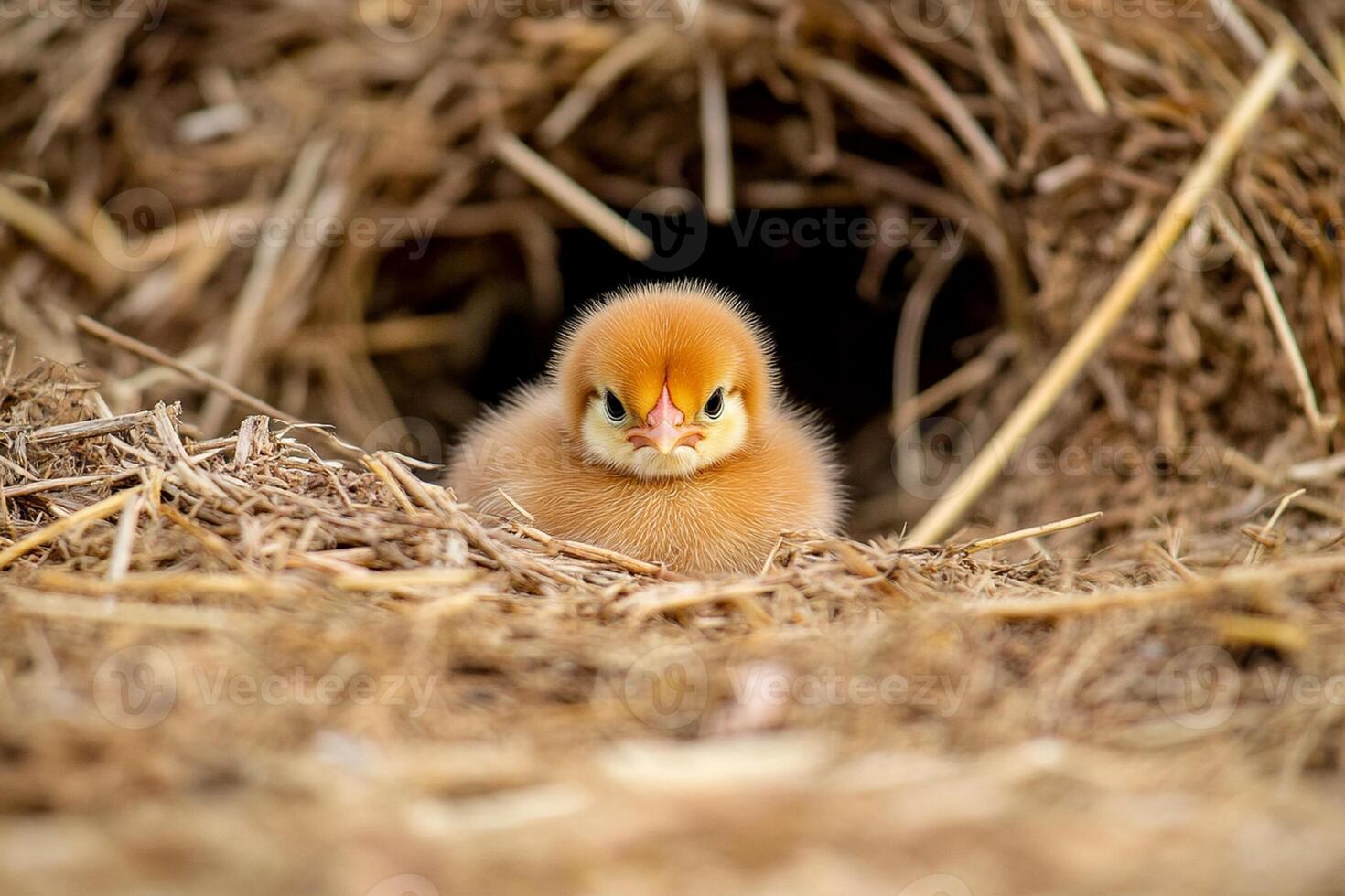 A baby chicken peeks out from a nest photo