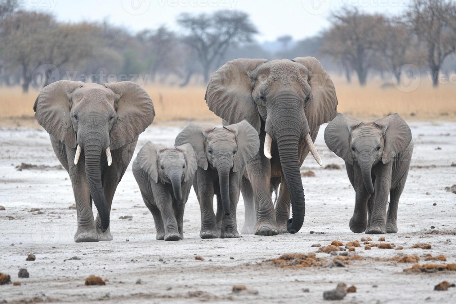 A herd of elephants walking across a field photo