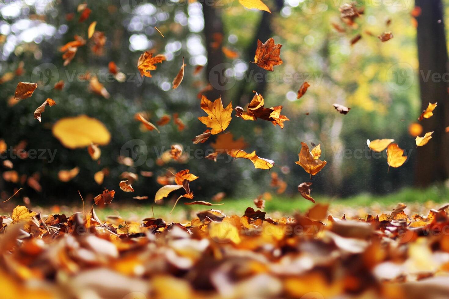 Autumn leaves falling on the ground in a forest photo
