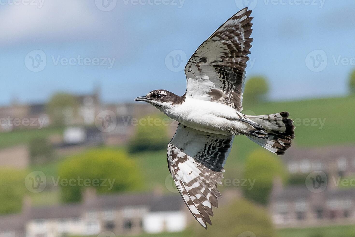A bird flying over a green field with houses in the background photo