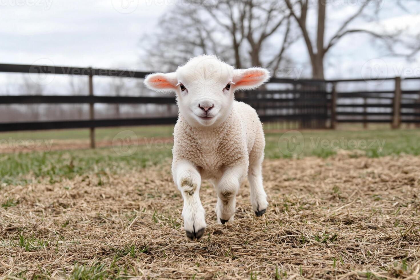A baby lamb running in a field photo
