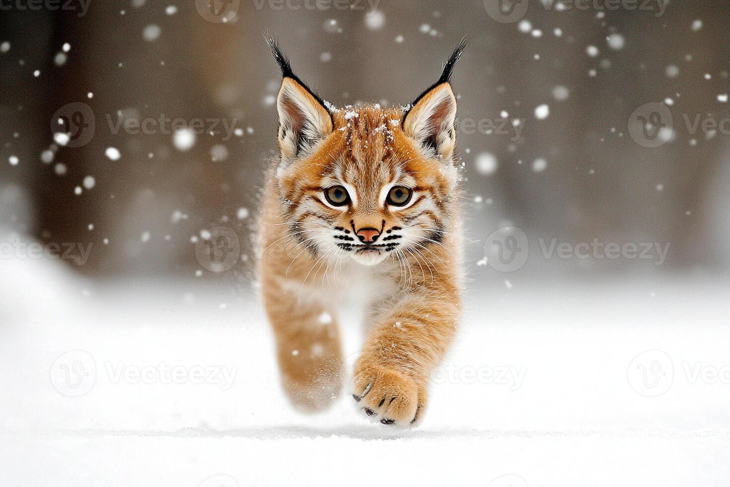 A lynx kitten running through the snow photo