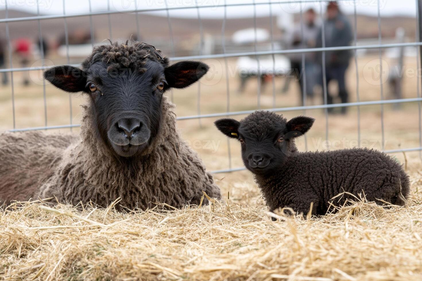 A mother and baby sheep laying in a field photo
