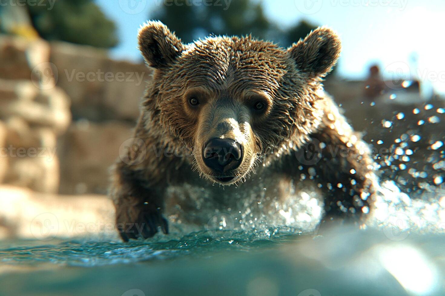 A brown bear in the water photo