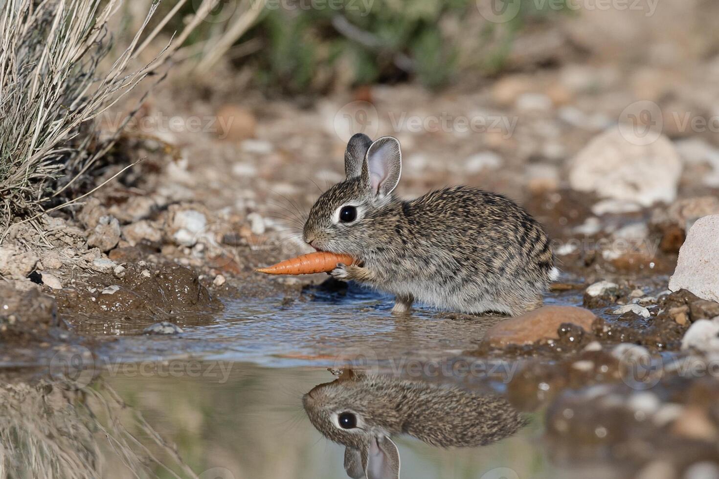 A rabbit is eating a carrot in the water photo