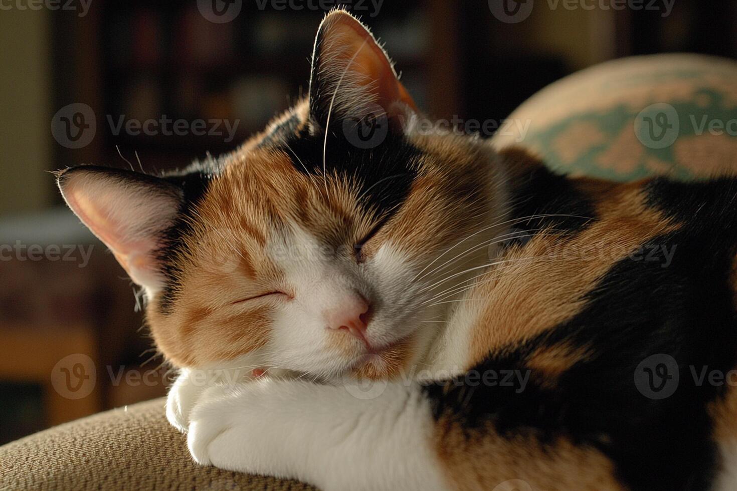 A calico cat sleeping on a couch photo