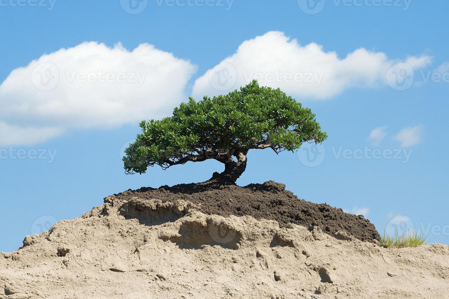 A lone tree growing on top of a mound of dirt photo