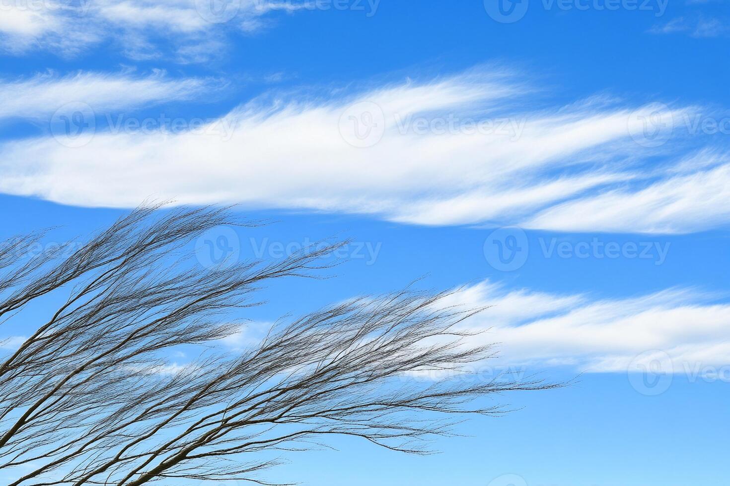 A tree with a blue sky and clouds photo