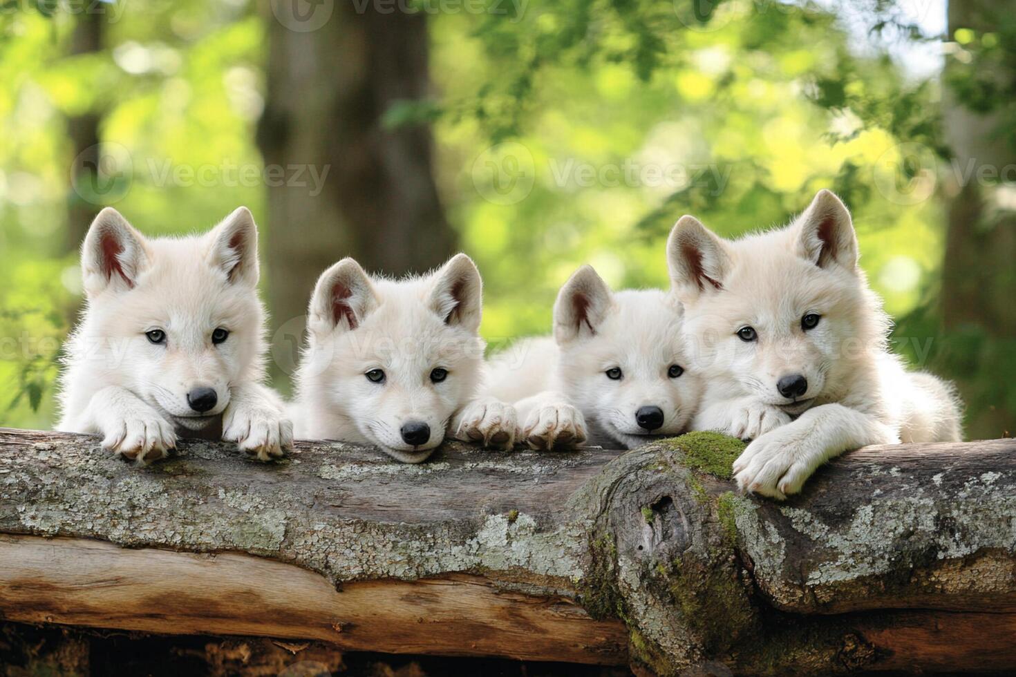 Five white wolf puppies resting on a log photo