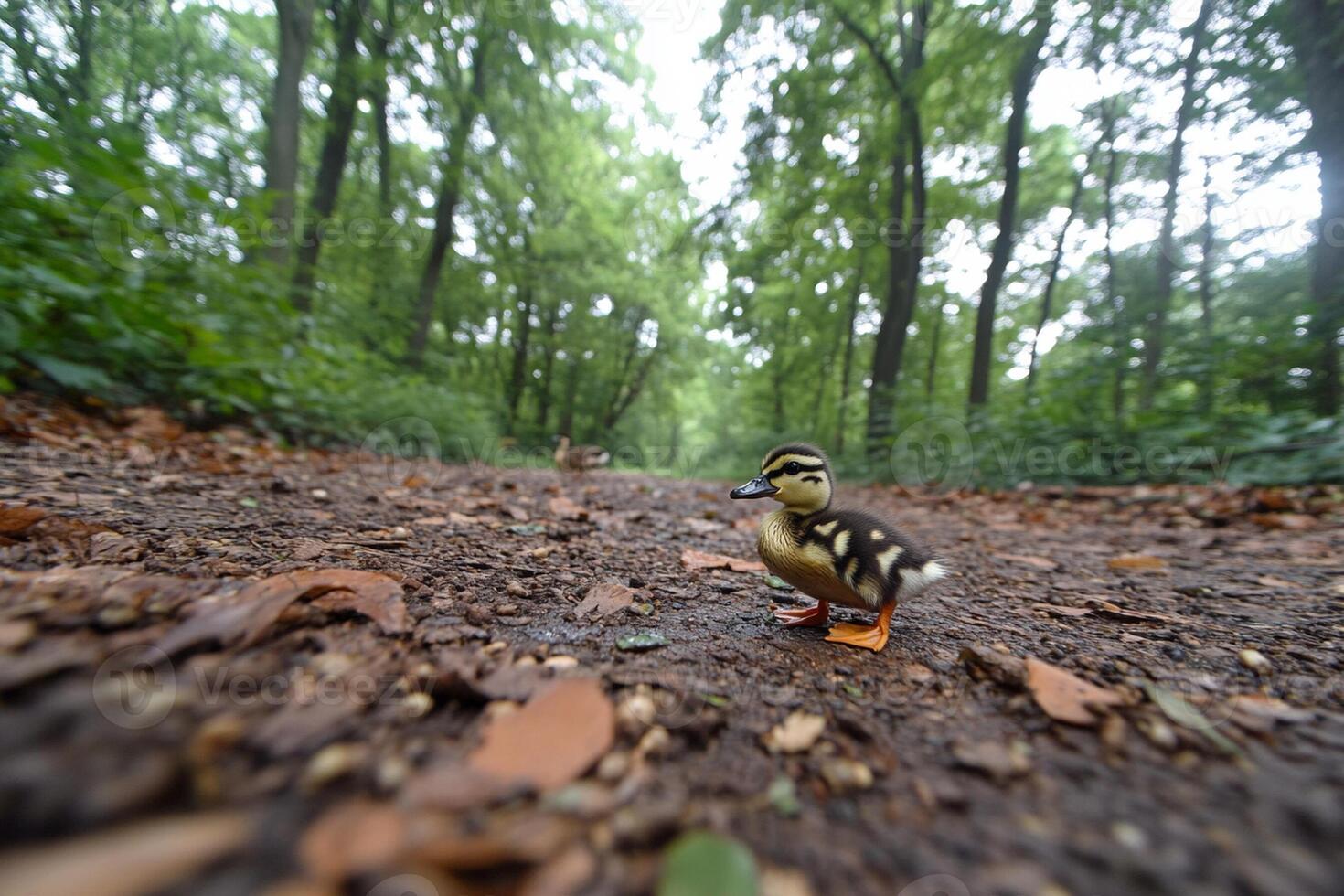 A small duck walking on a dirt path photo