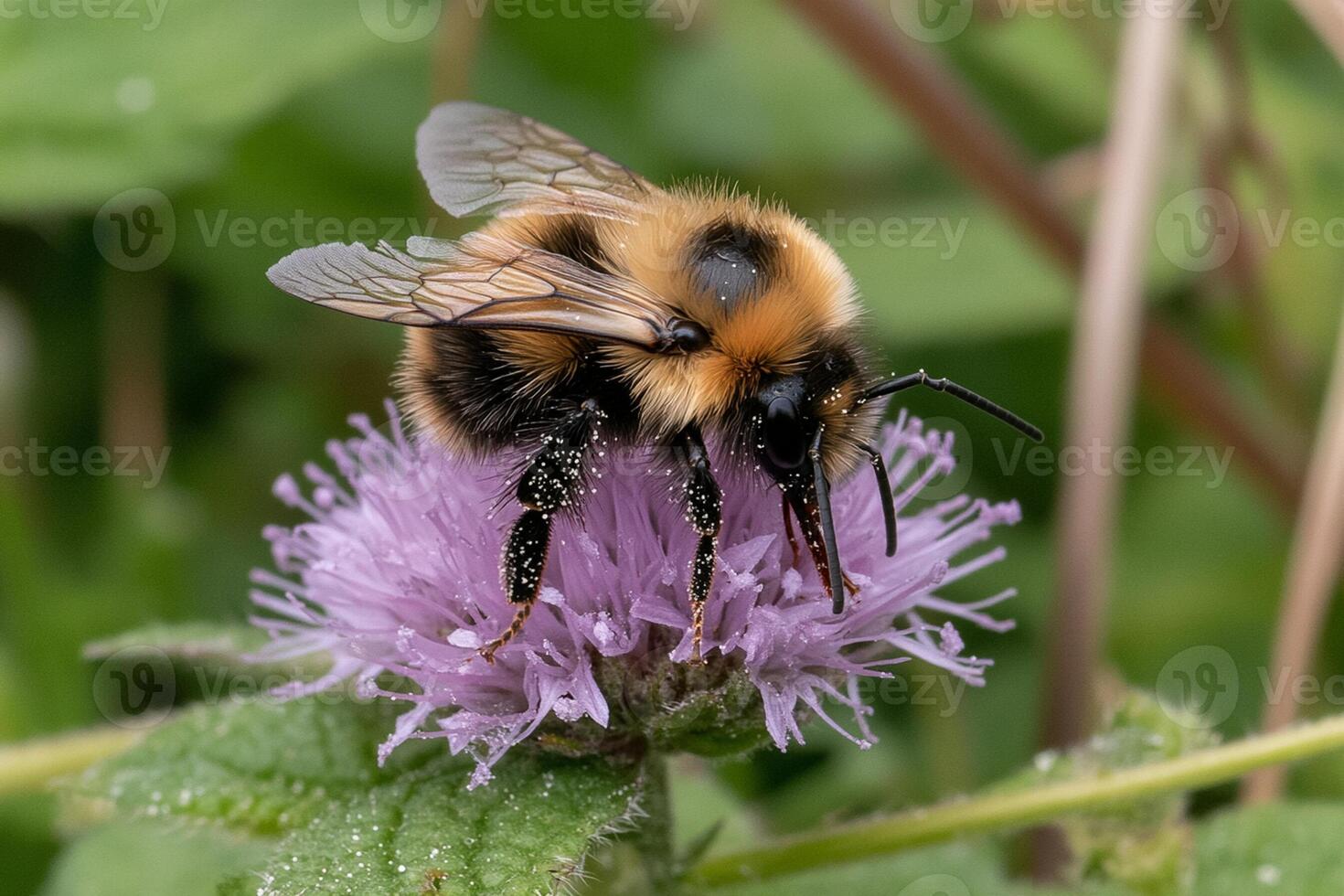A bee on a purple flower with green leaves photo