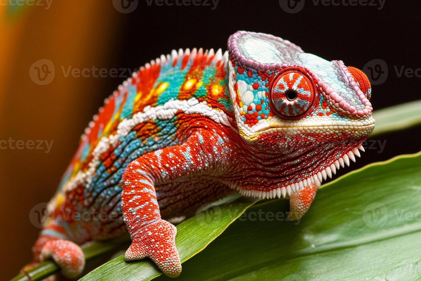 A lizard with a colorful head and body photo