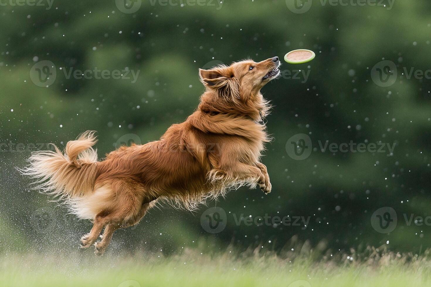A dog jumping in the air to catch a frisbee photo