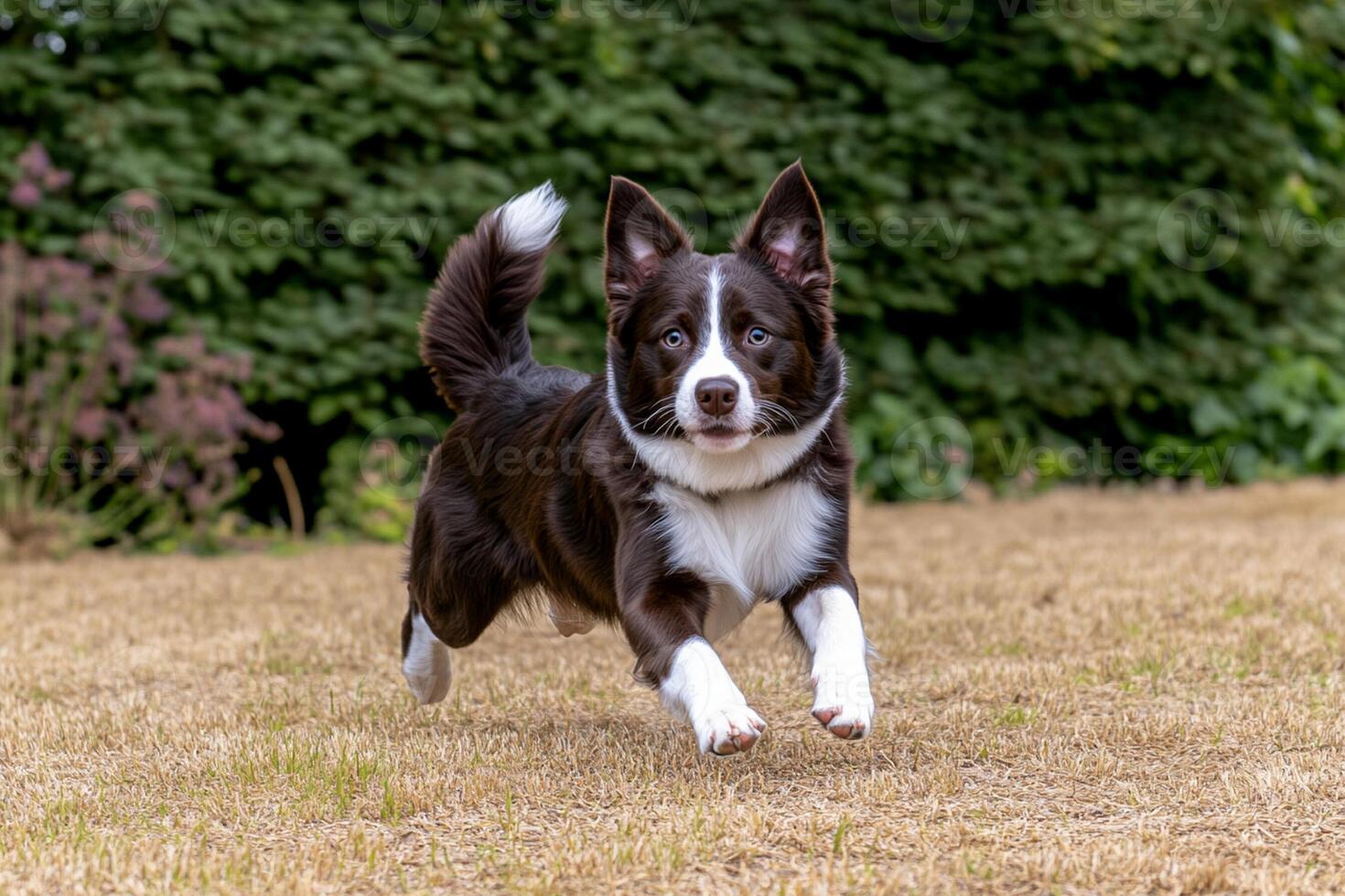 A dog running on the grass photo