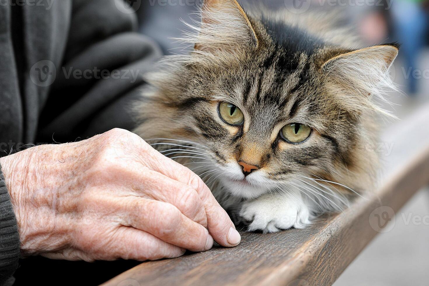 A cat is sitting on a bench photo