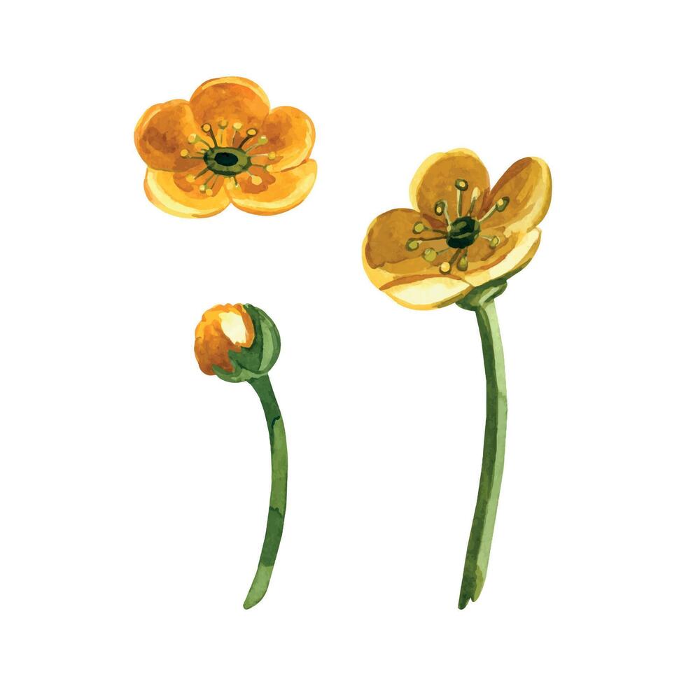 Meadow flower buttercup, yellow, bud with stem, all objects are hand-drawn with watercolor. Set of watercolor illustrations. For printing on fabric, paper, for designing invitations, postcards vector