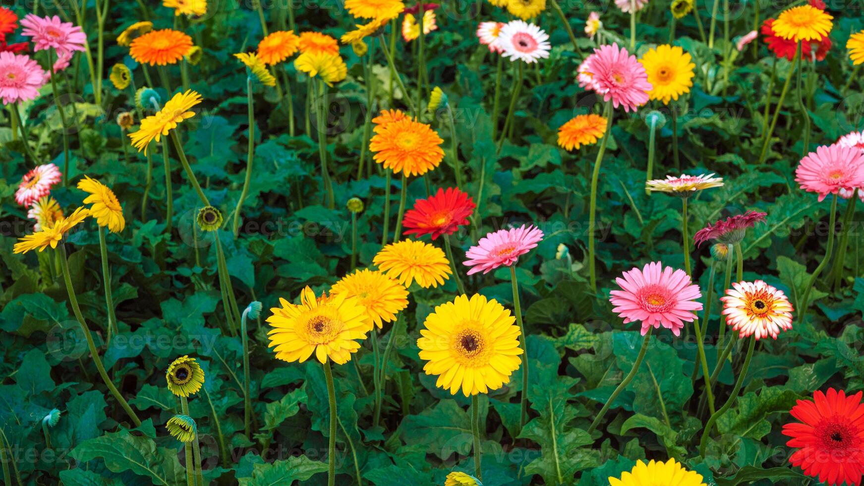 floral background of bright multicolored flowering gerberas growing in the garden photo