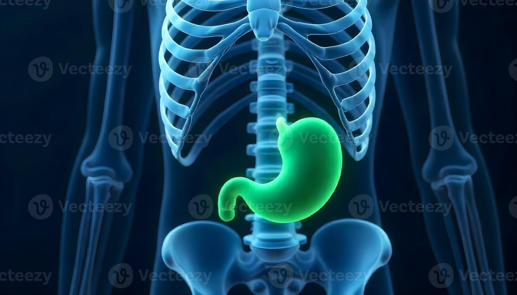 View of the Human Digestive System Highlighting the Stomach in Green, Pain Relief photo