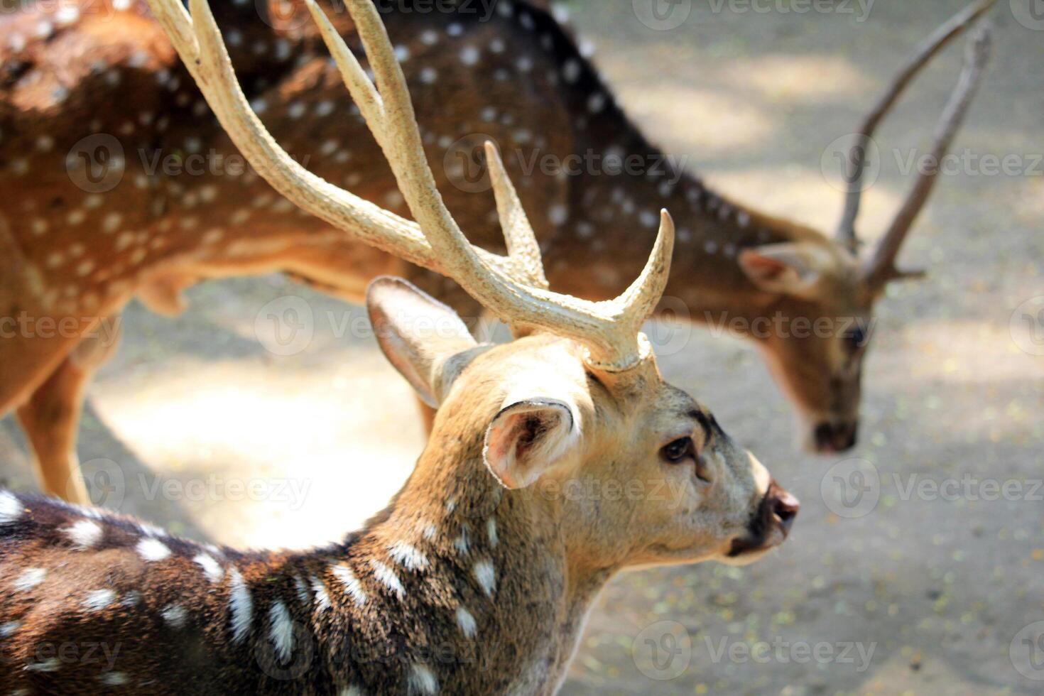 Elegant Axis Deer With Antlers in Wild Tropical Forest photo