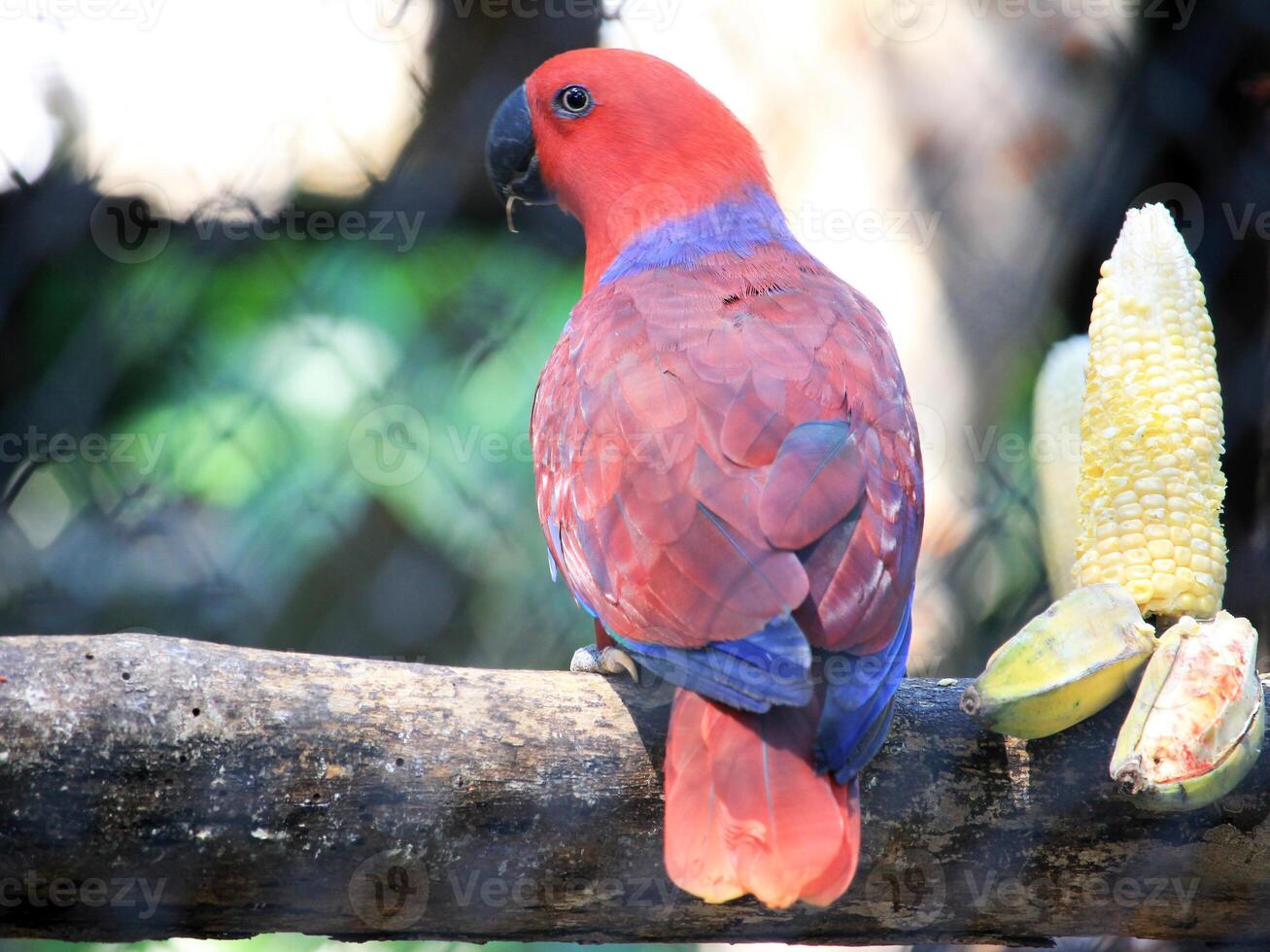 Red Eclectus Parrot from Maluku, Indonesia photo