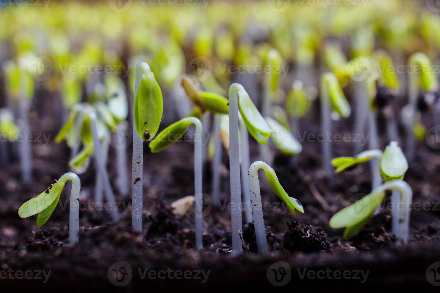 group of sprouting seeds coming up from the earth photo