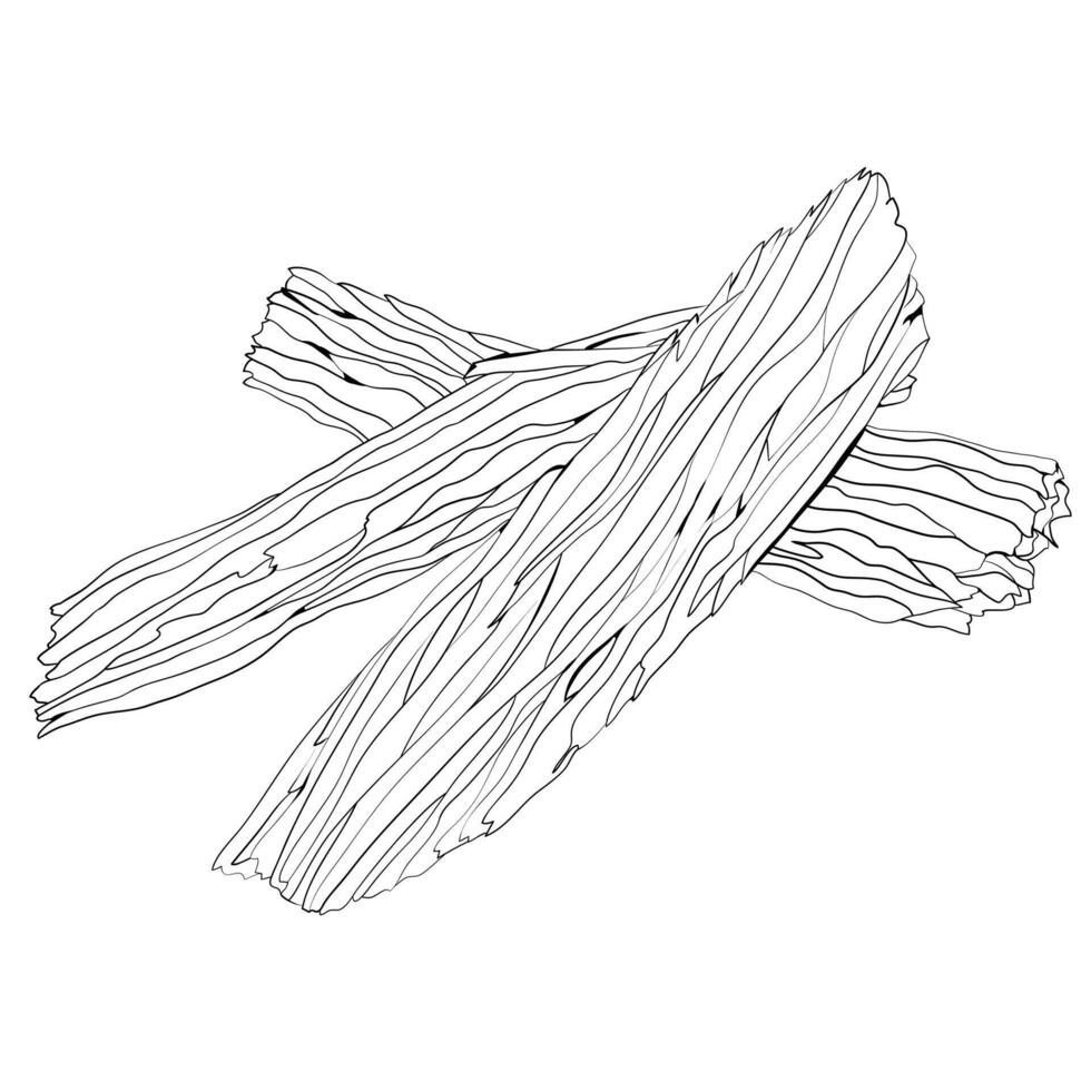 Sandalwood plant. A base note in perfumery. Outline illustration. vector