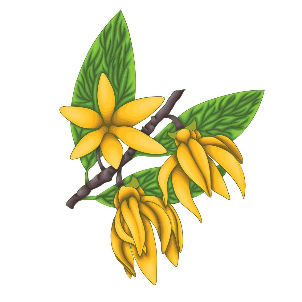 Ylang Ylang. A base note in perfumery. vector