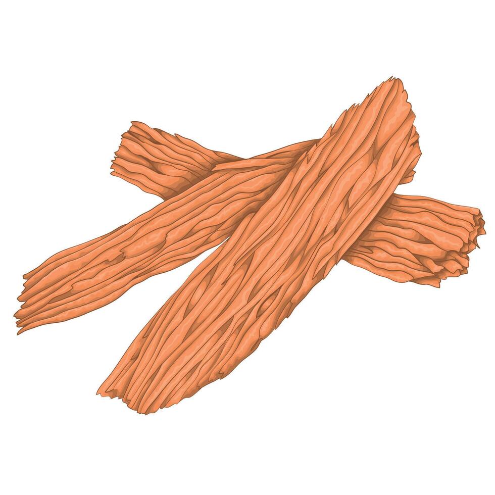 Sandalwood plant. A base note in perfumery. vector