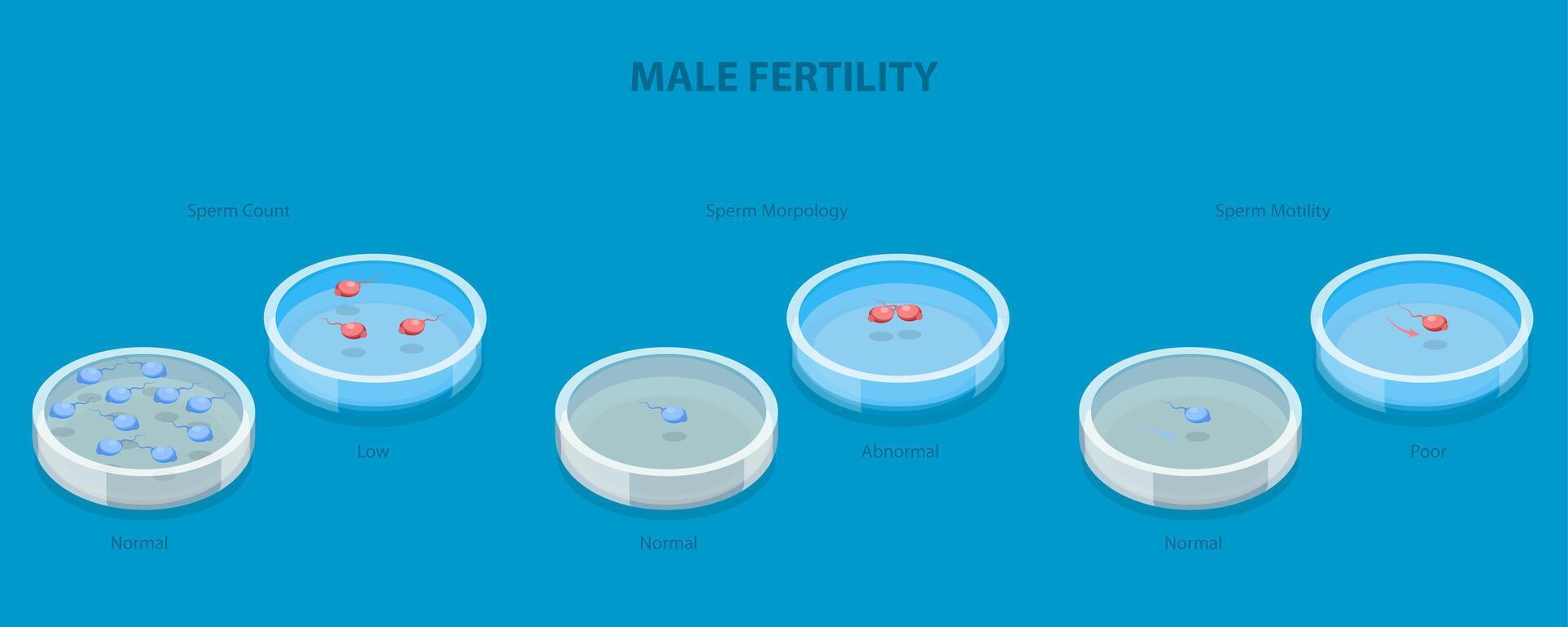 3D Isometric Flat Illustration of Male Fertility, Count, Morphology and Motility vector