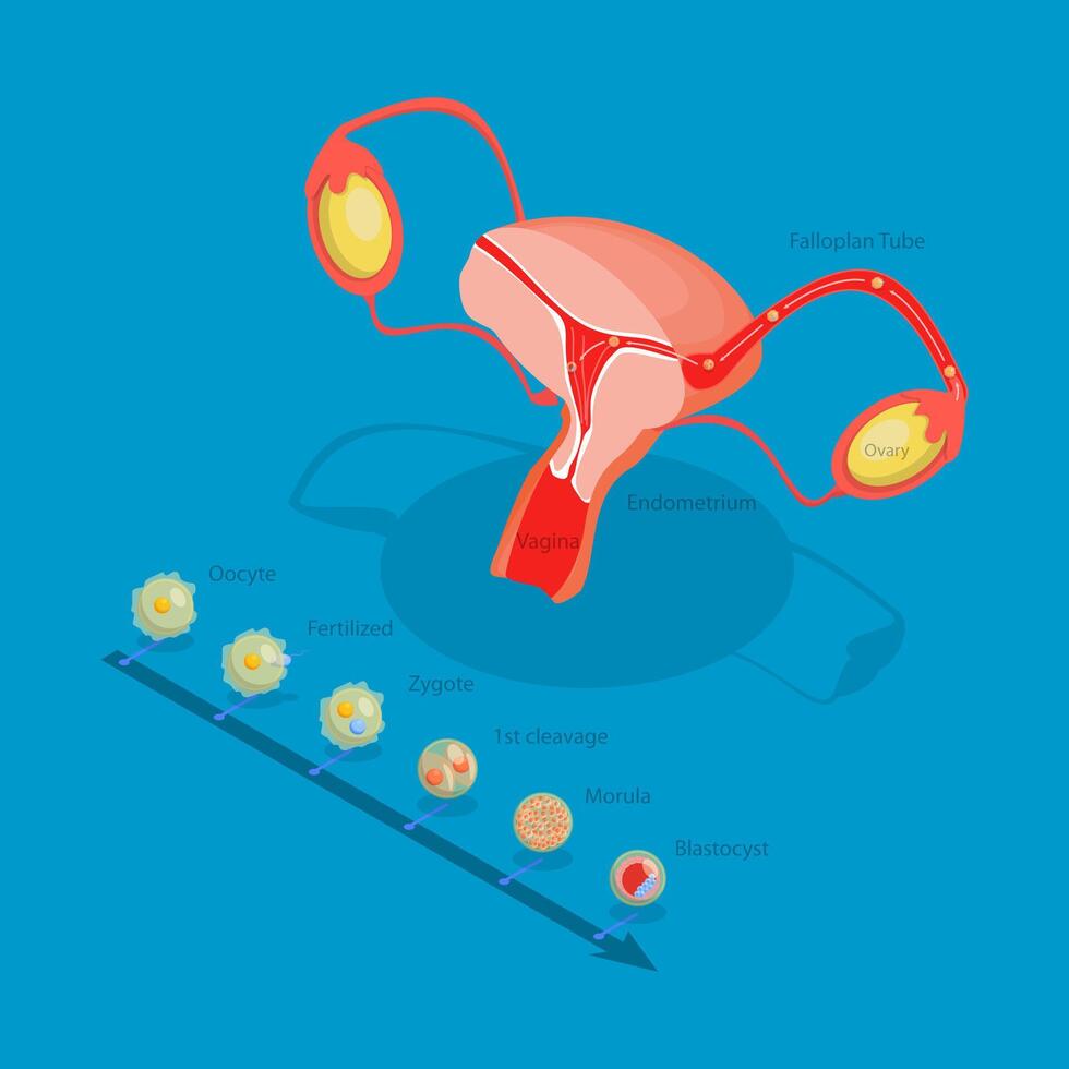 3D Isometric Flat Illustration of Ovulation, Fertilization Implantation, Embryo Development vector