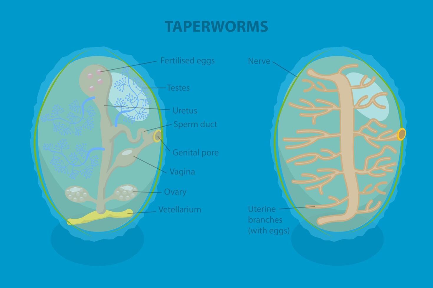 3D Isometric Flat Illustration of Proglottid of Taperworm, Taenia Solium vector