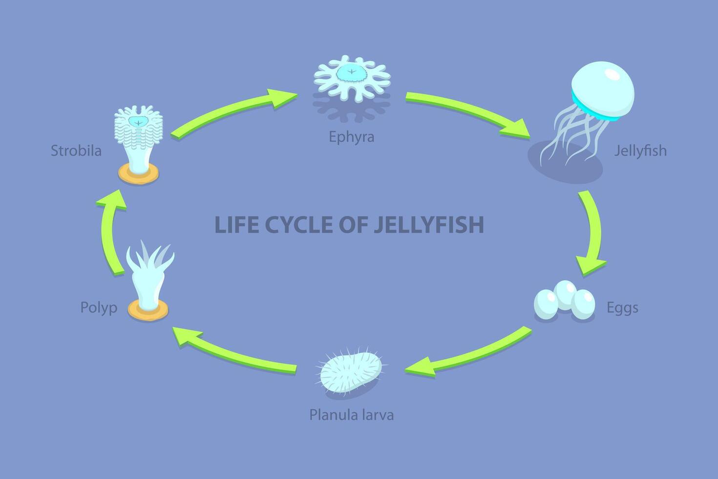 3D Isometric Flat Illustration of Life Cycle Of Jellyfish, Developmental Stages vector