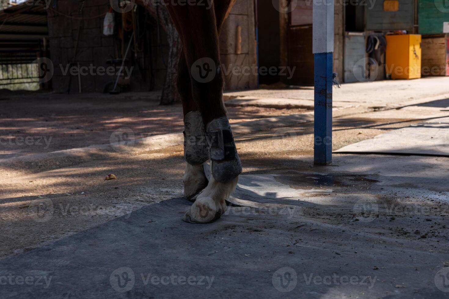Horse with protective gear standing on a stable floor during a sunny afternoon photo