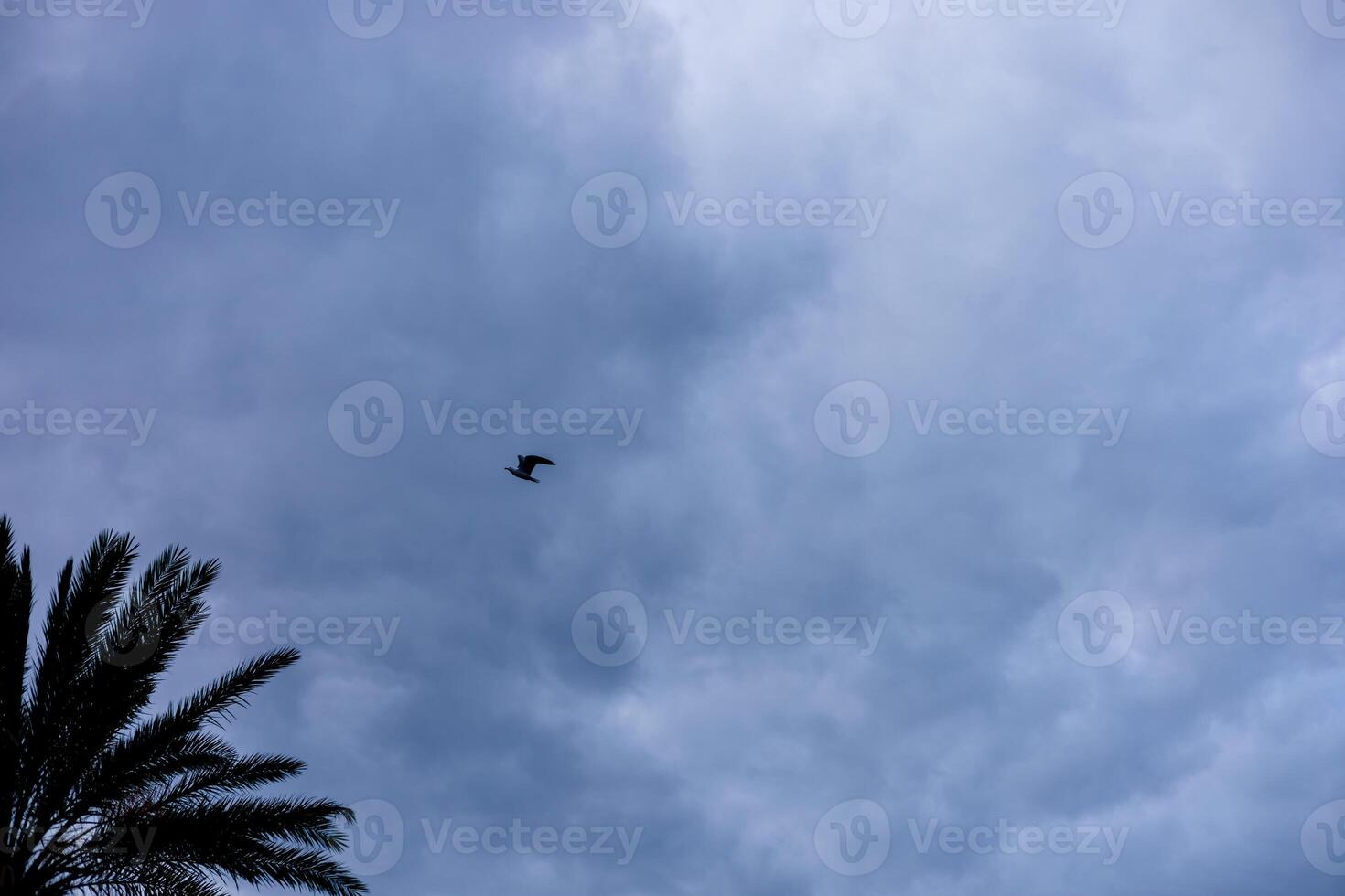 Bird soaring through a vast blue sky filled with clouds during early morning hours photo