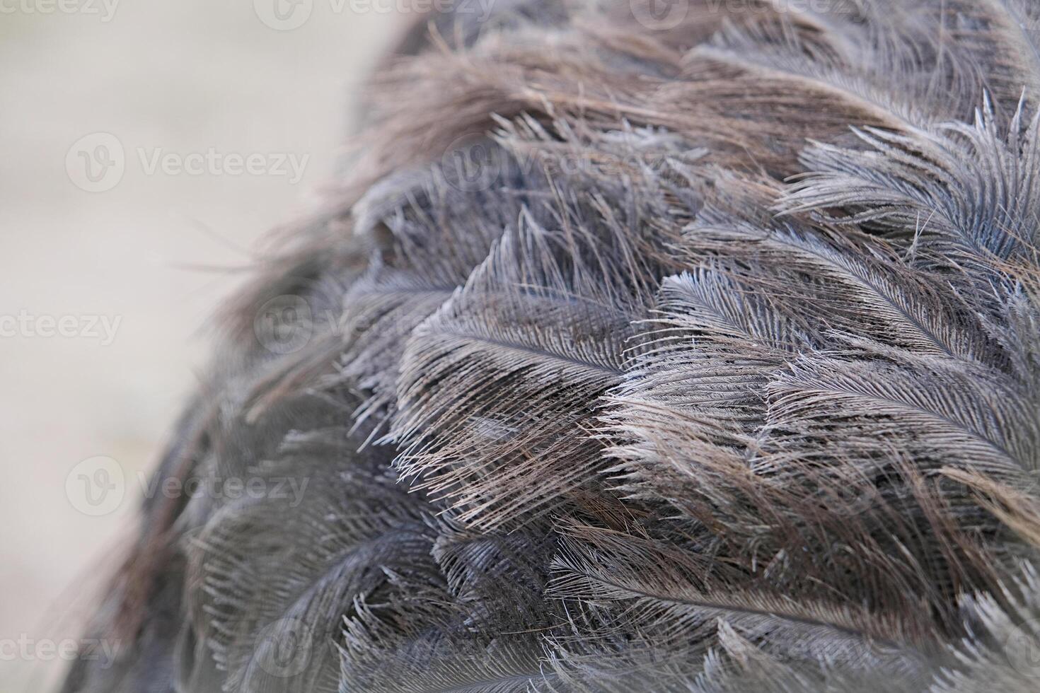 Close-up of ostrich feathers showing details photo