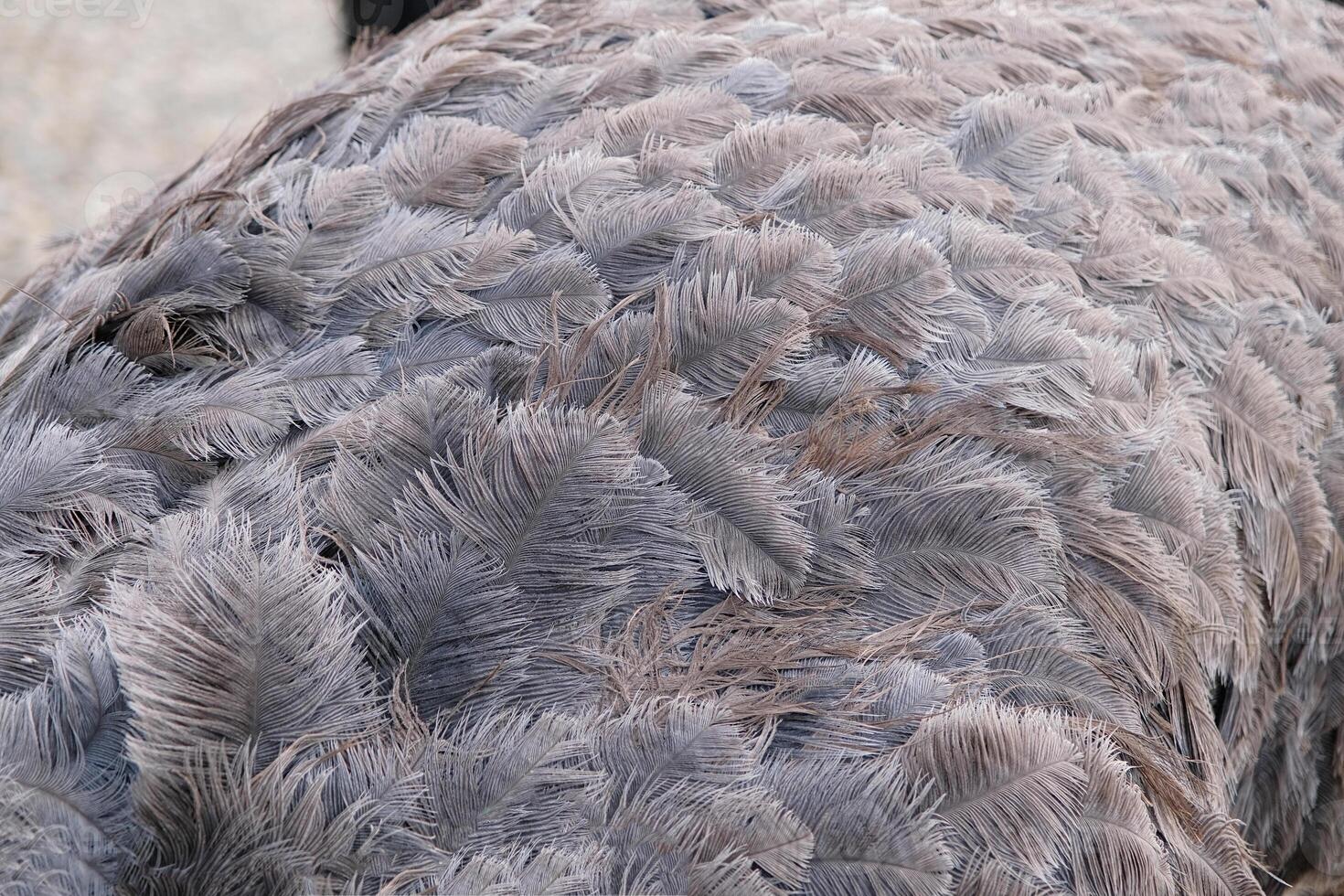 Close-up of ostrich feathers photo
