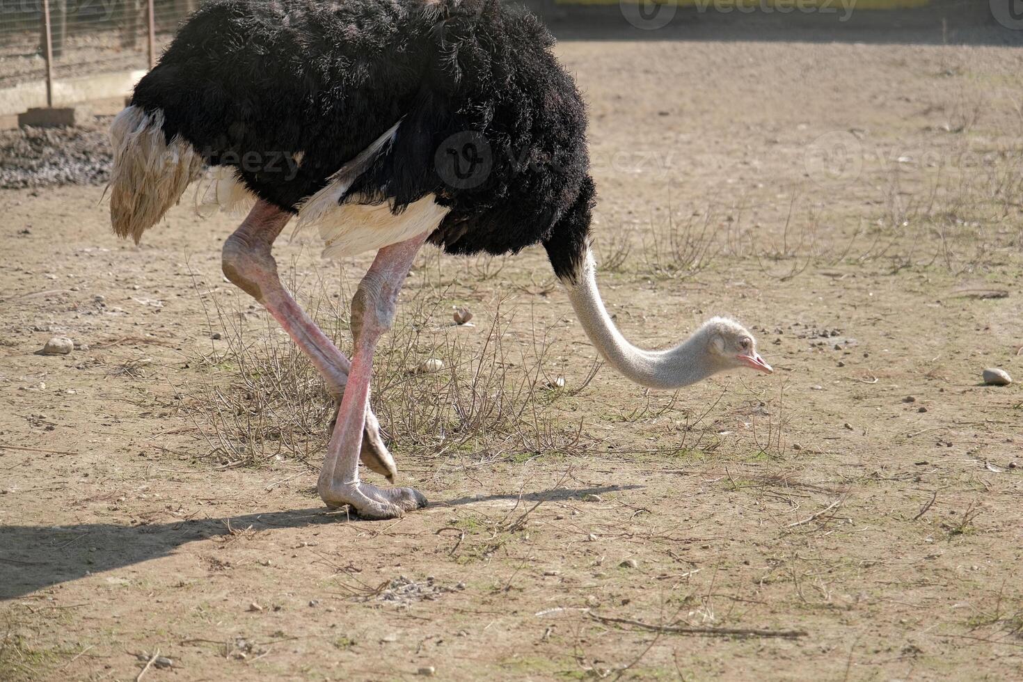 African ostrich walking on ostrich farm. funny ostrich. ostrich portrait photo