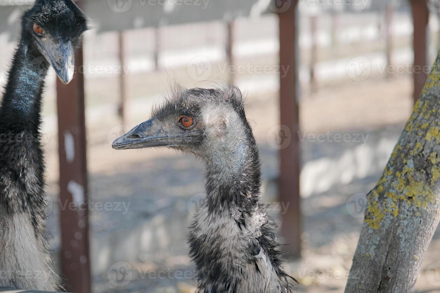 two emu ostrich in the ostrich farm photo