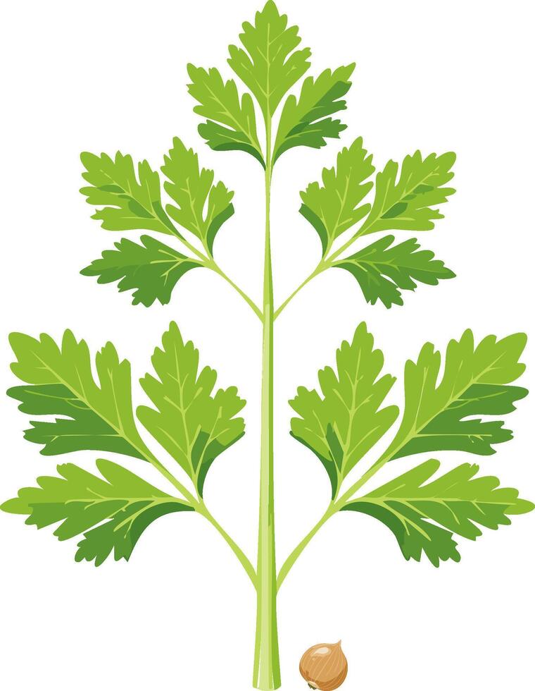 Flat Cartoon Coriander with Leaves, Seeds, and Stem vector