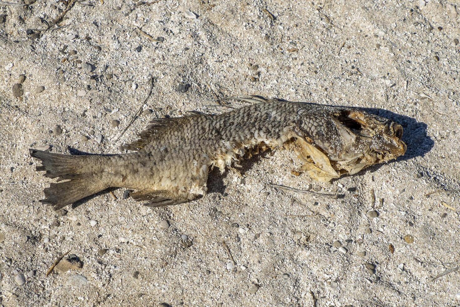 fish bited by shark on the shore of coronado island Loreto Cortez Sea baja california sur photo